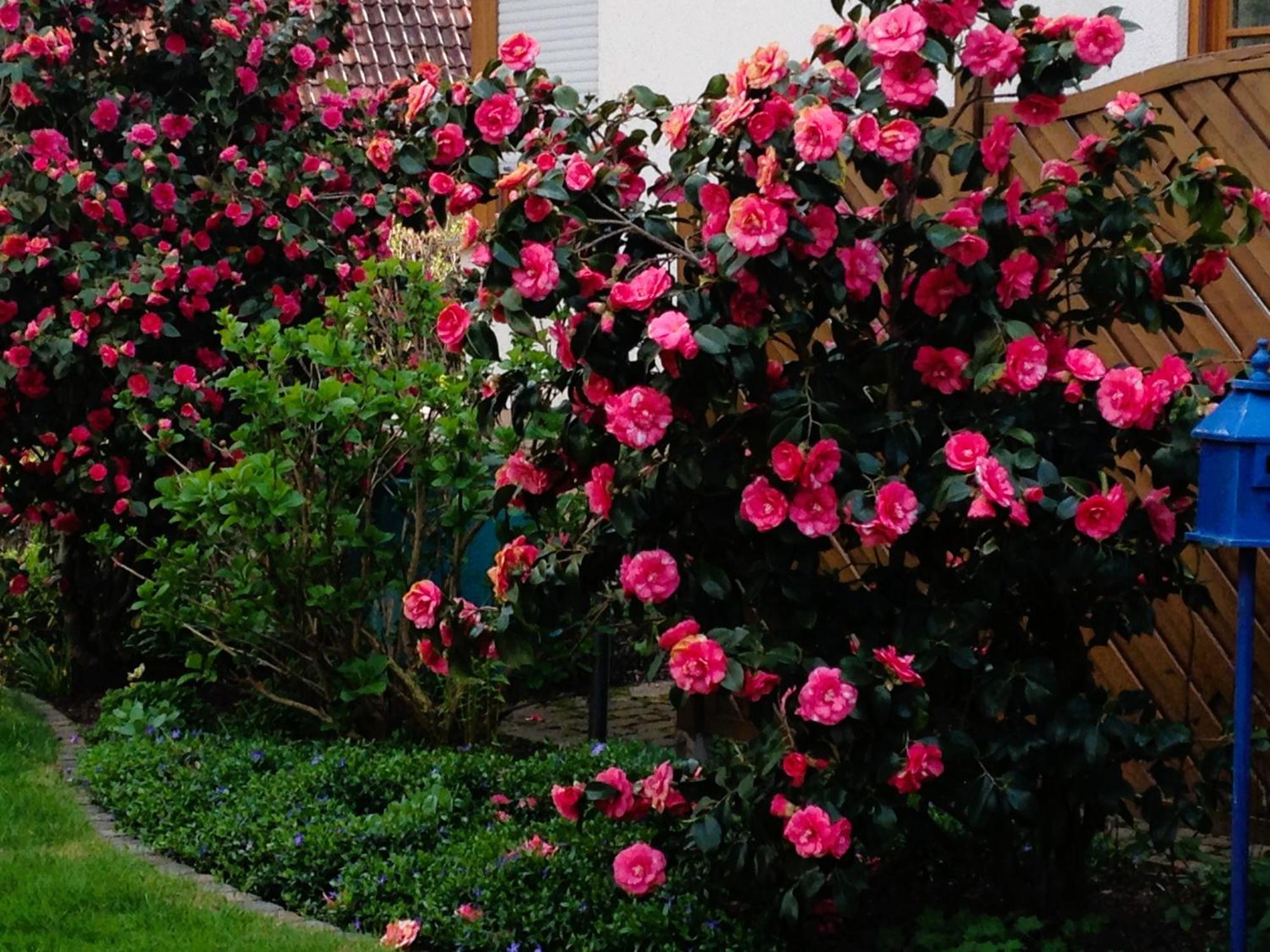 Apartment Im Garten غينغنباخ المظهر الخارجي الصورة